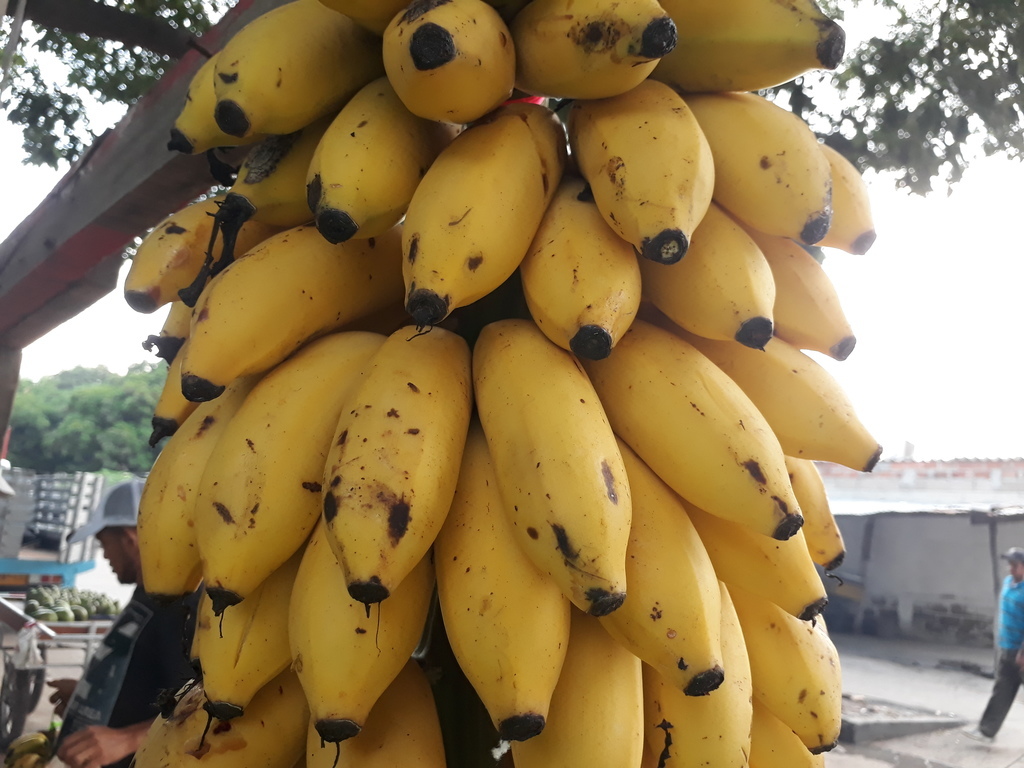 Banano de manzana