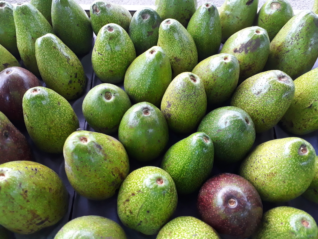 Aguacate