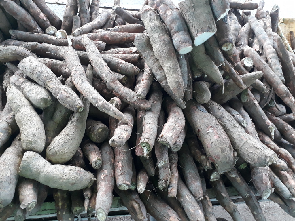 Yuca