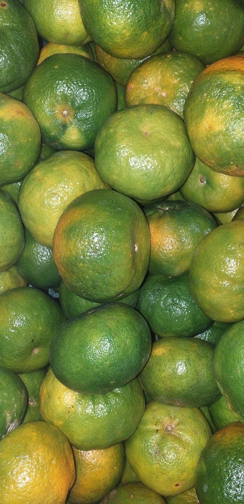 Mandarina oneca