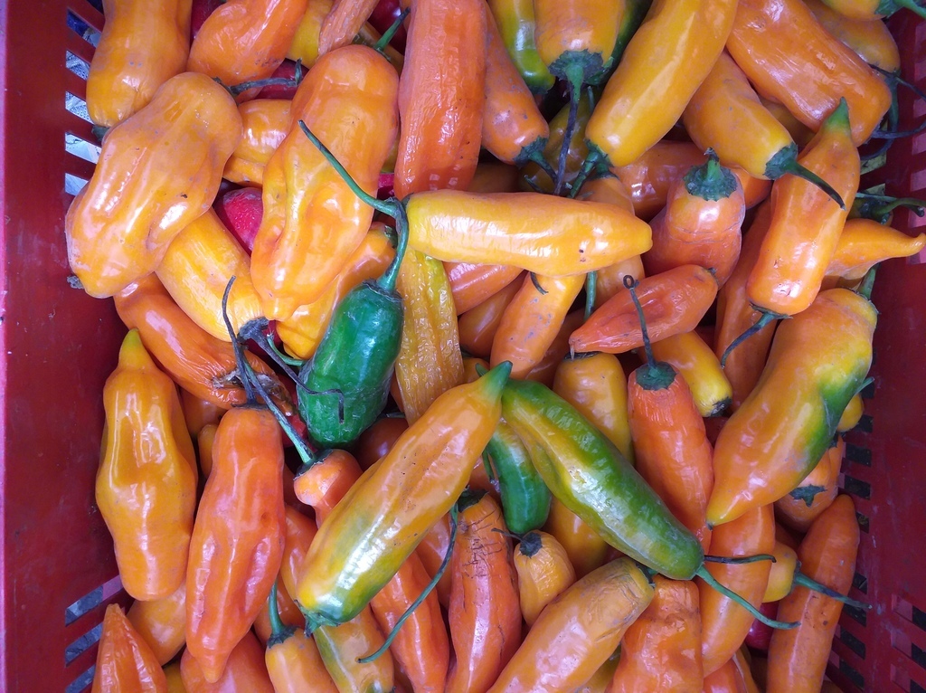 Aji referencia peruano