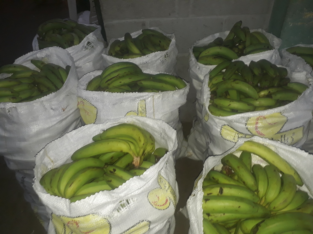 Banano verde