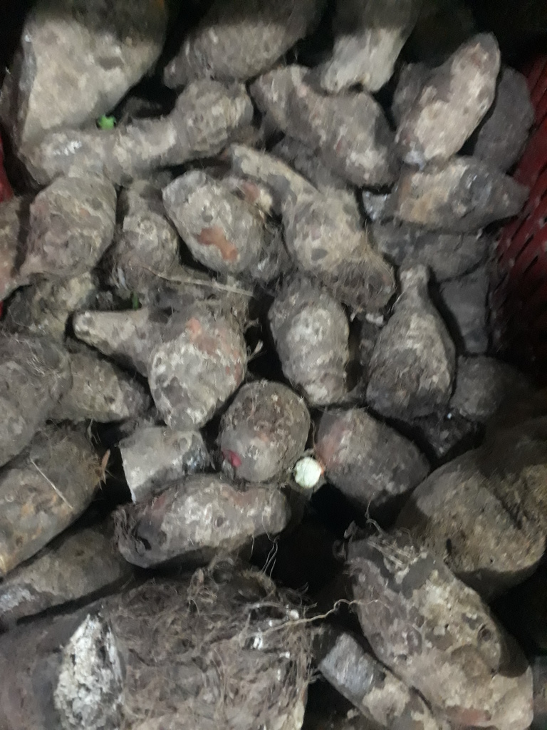 Malanga