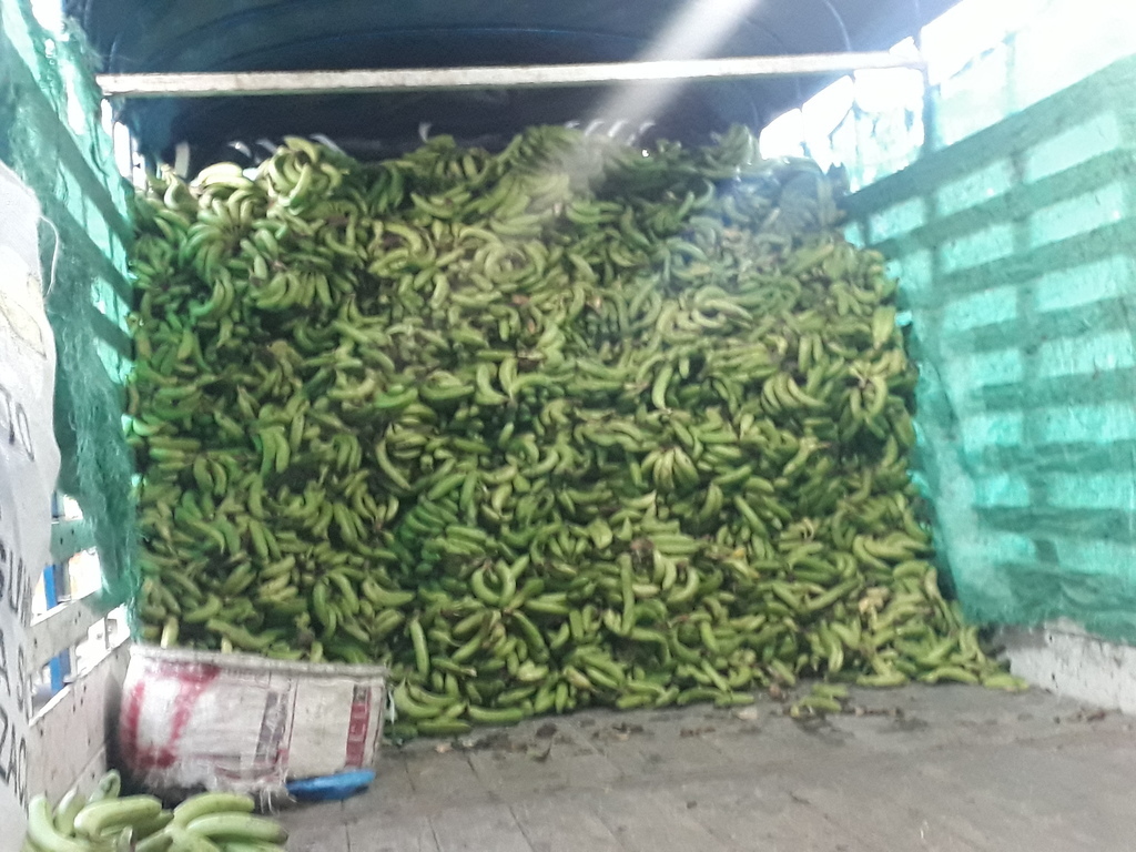 Banano verde