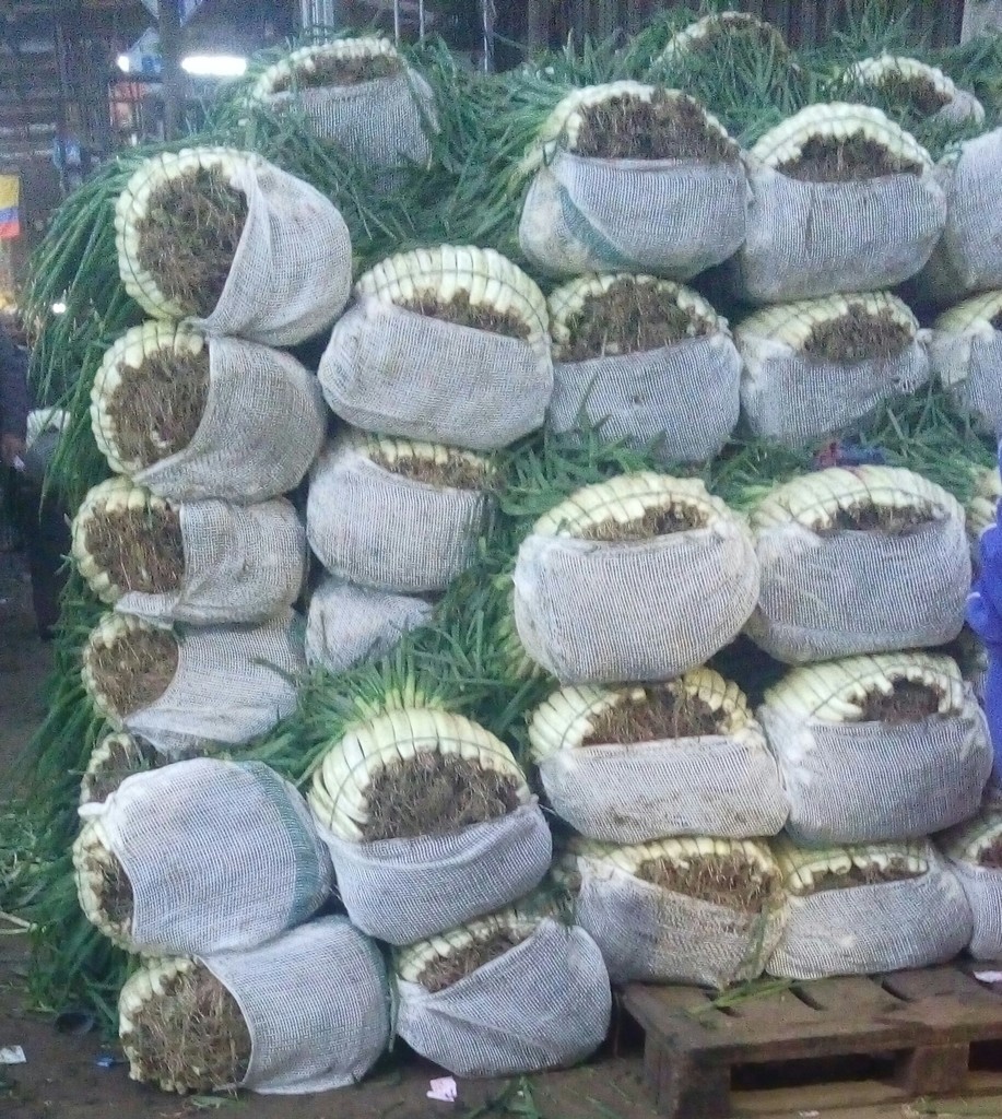 Cebolla larga