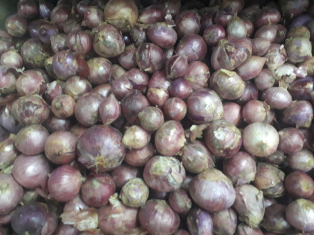 Cebolla roja