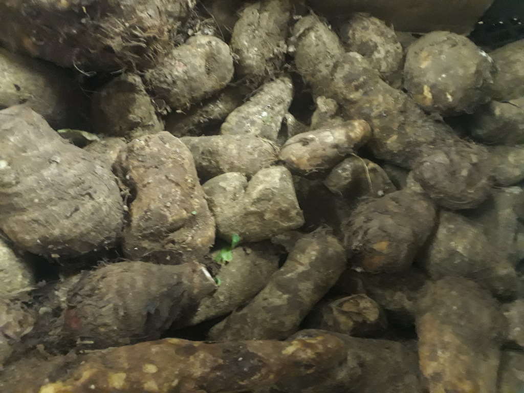 Malanga