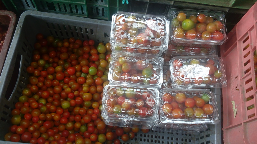 Tomate richy