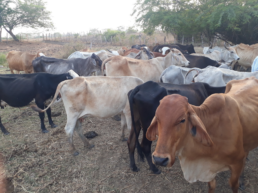 Vacas lecheras