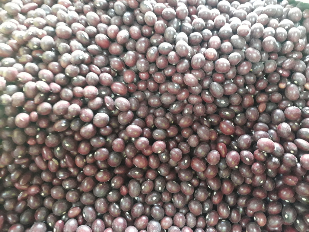Maiz morado cariaco