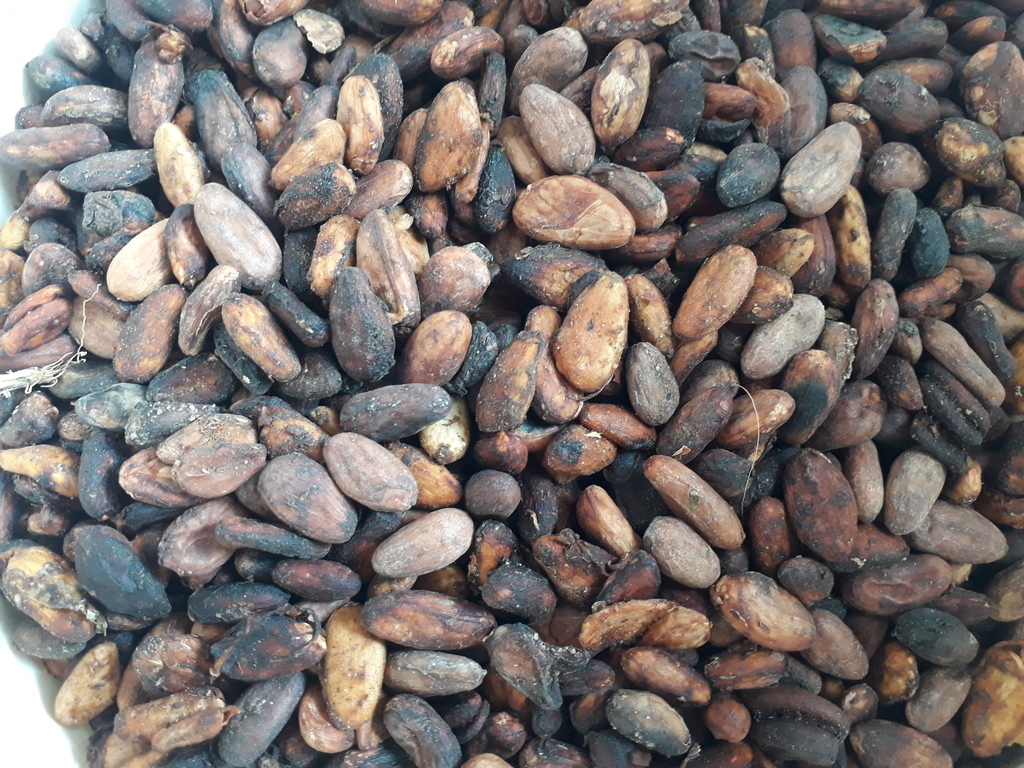 Cacao