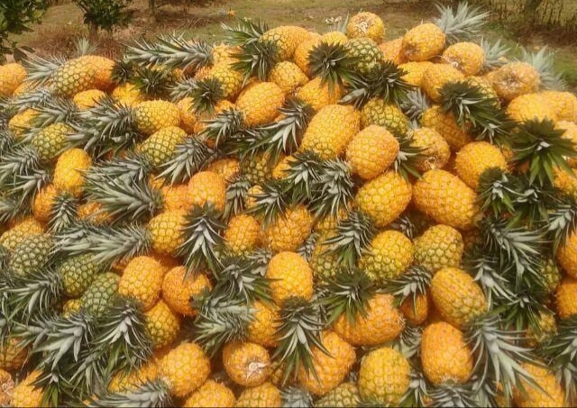 Piña oro miel