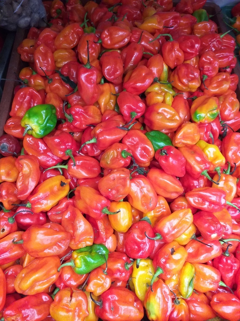 Aji referencia habanero