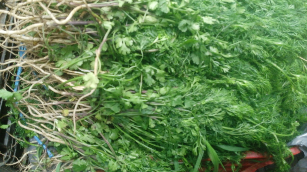 Cilantro