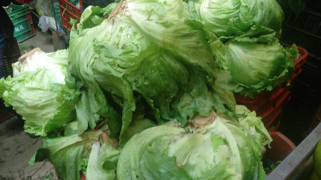 Lechuga