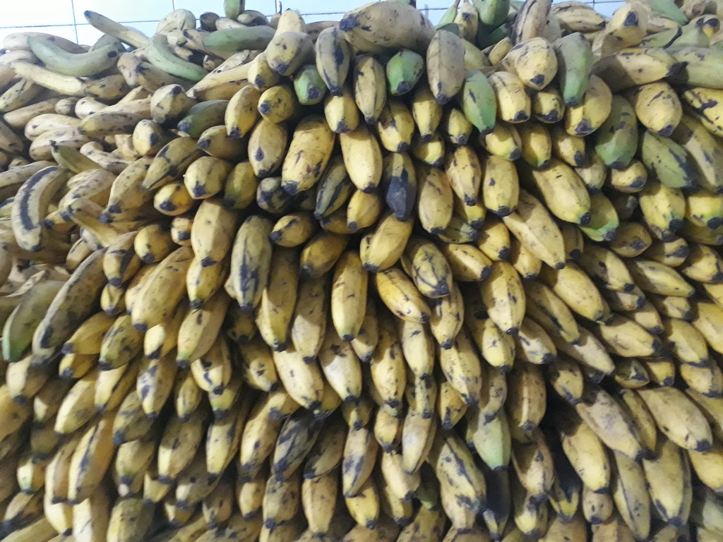 Banano