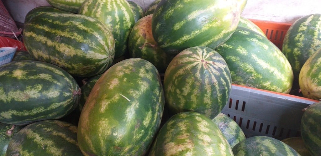 Sandia baby