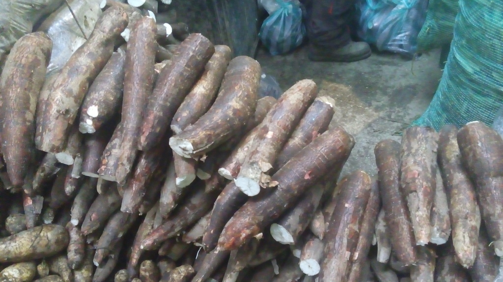 Yuca