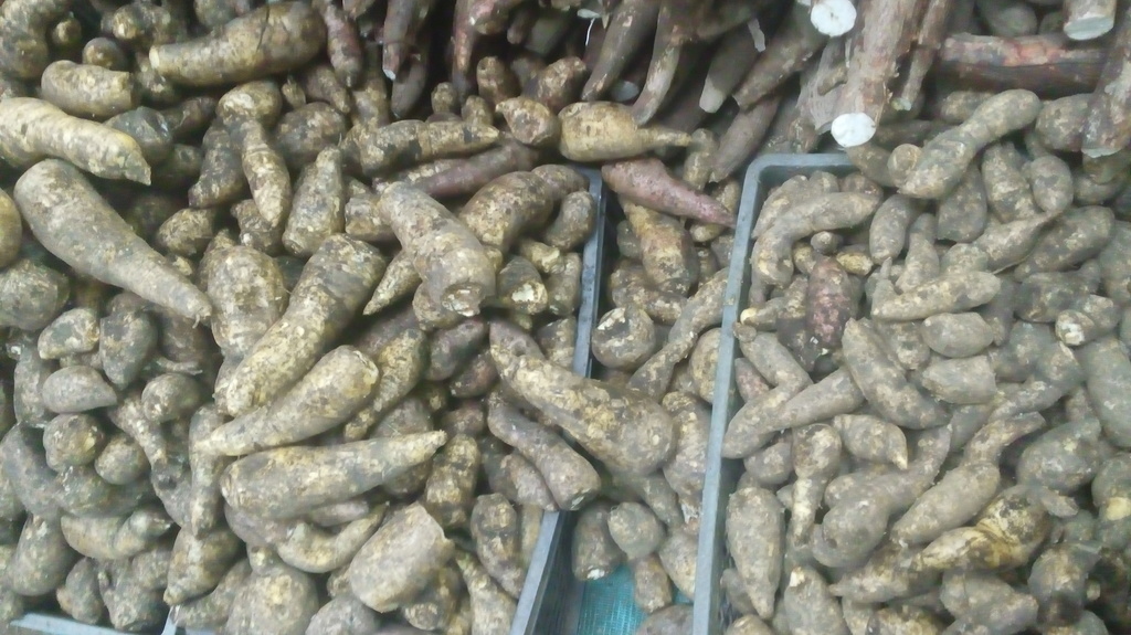 Arracacha