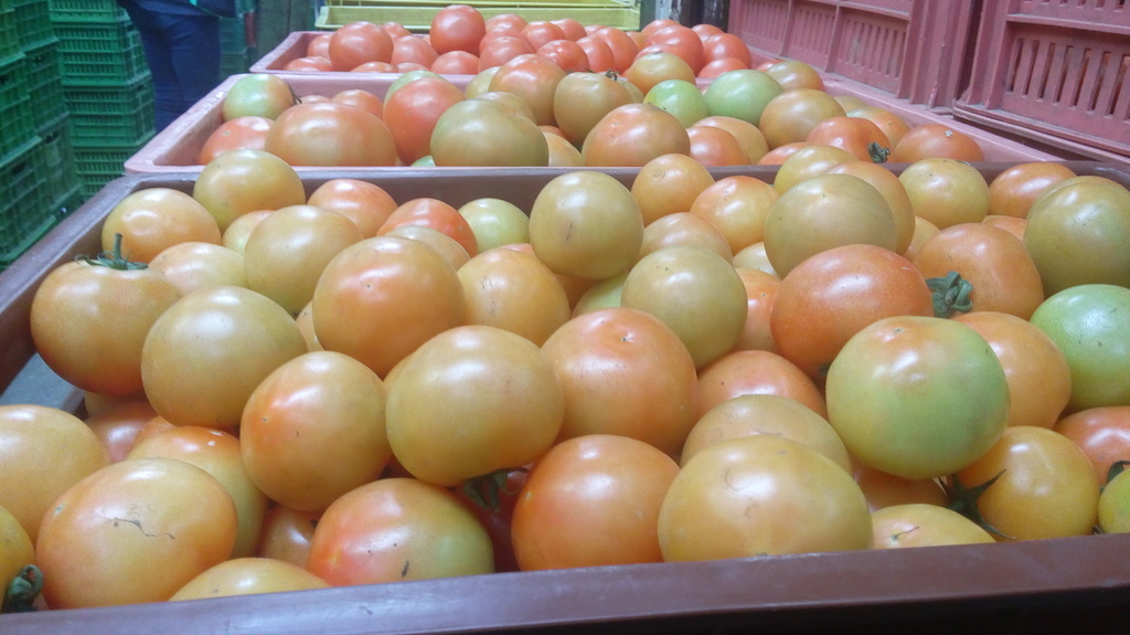 Tomate chonto