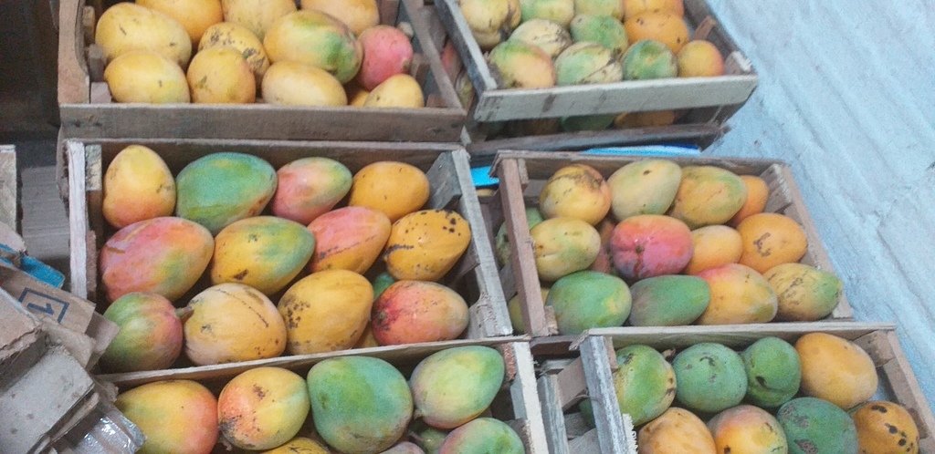 Mango manzana x 24 uni