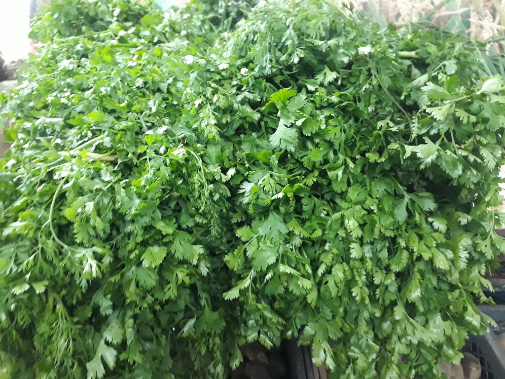 Cilantro