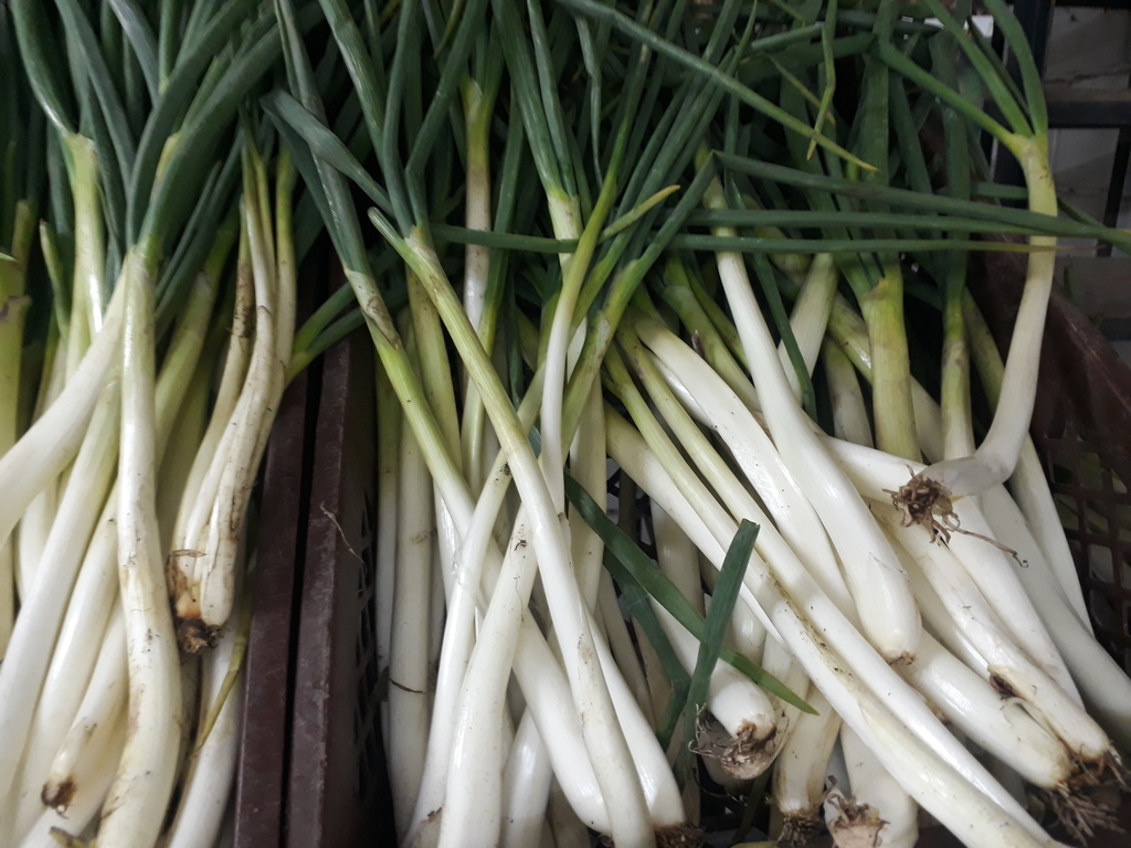 Cebolla blanca