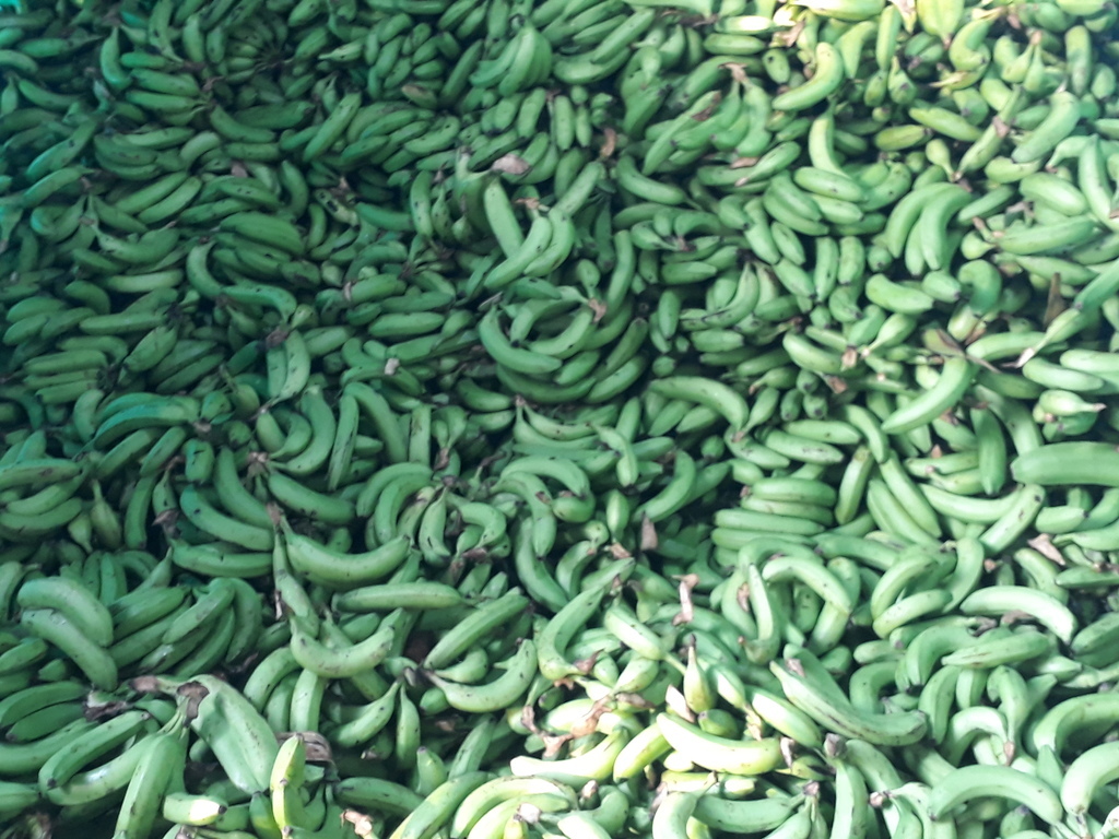 Banano verde