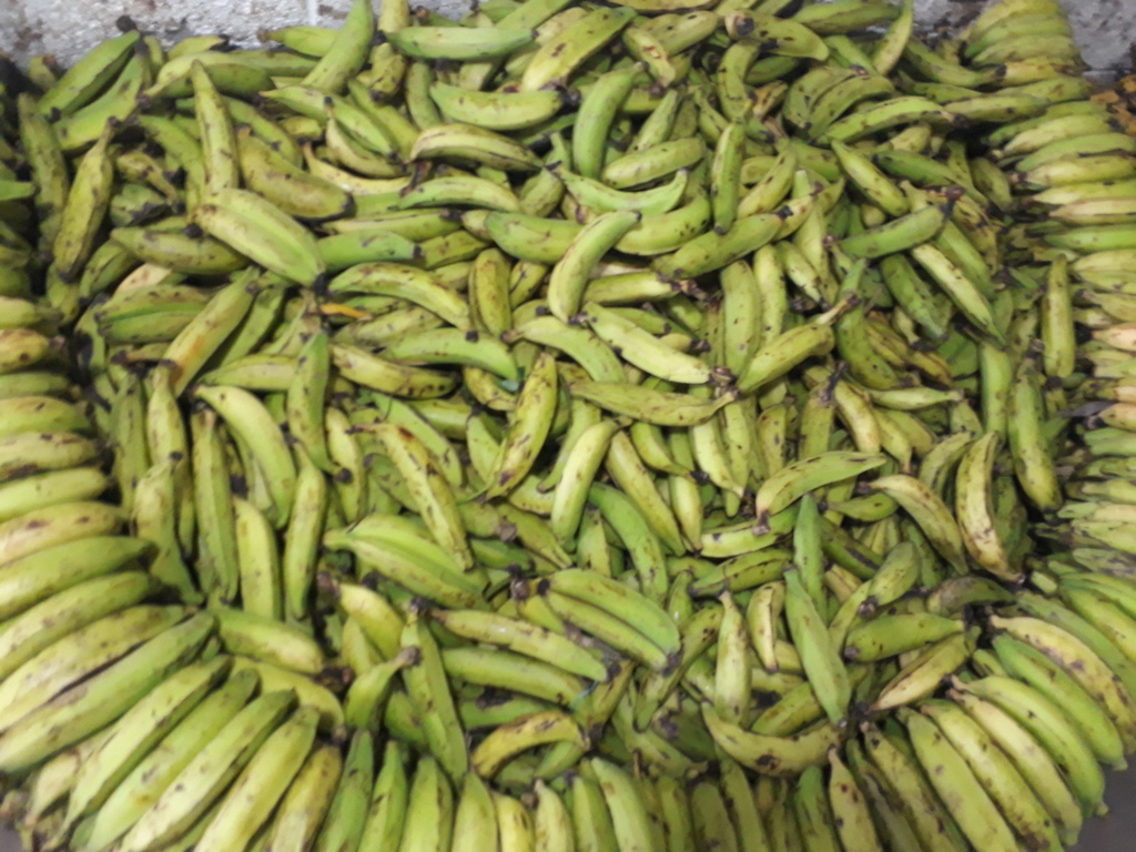 Platano puntilla