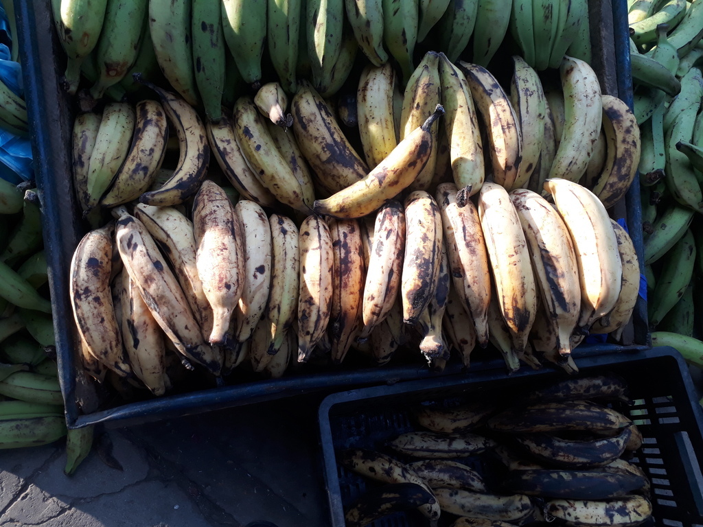 Platano de primera