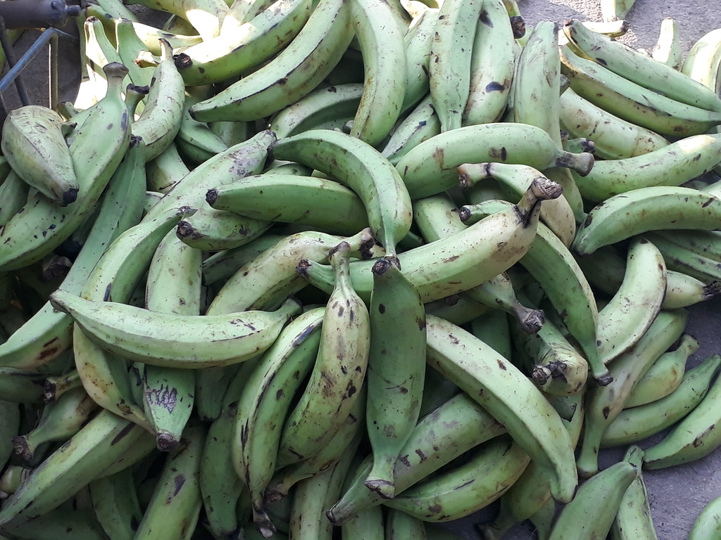Platano de primera