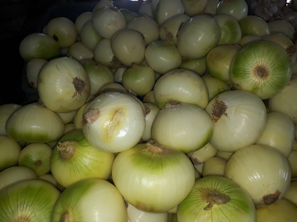 Cebolla