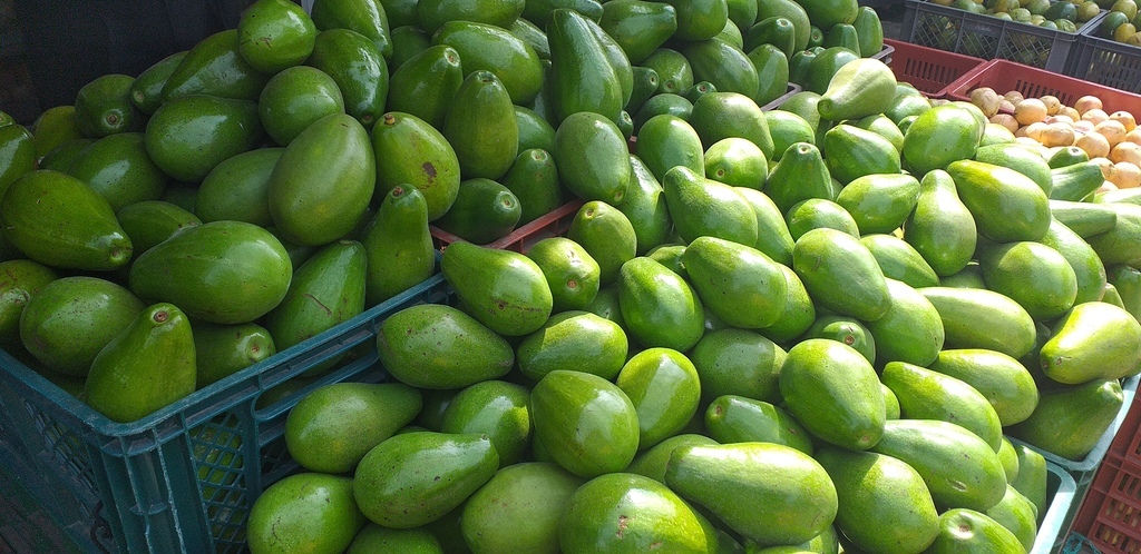 Aguacate papelillo