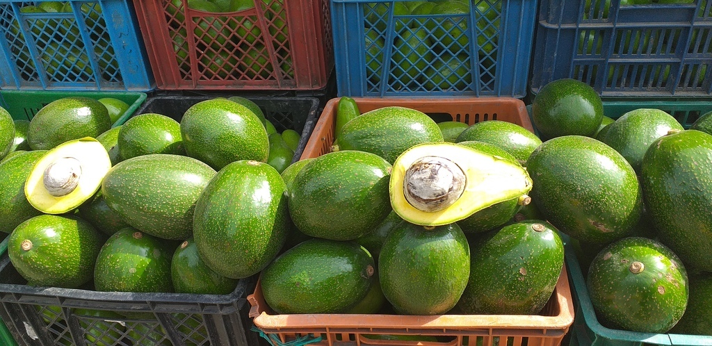 Aguacate choquette