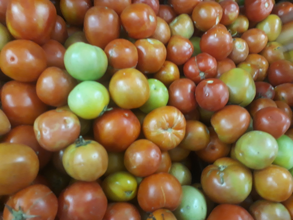 Tomate