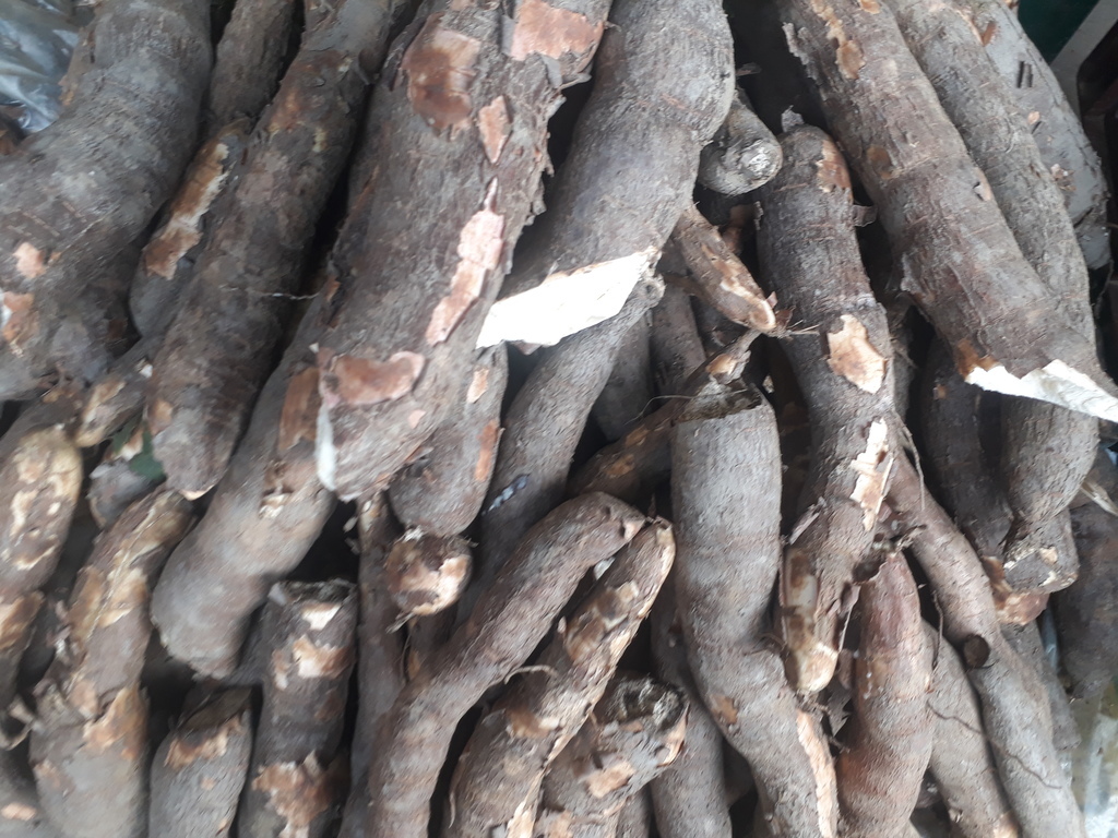 Yuca