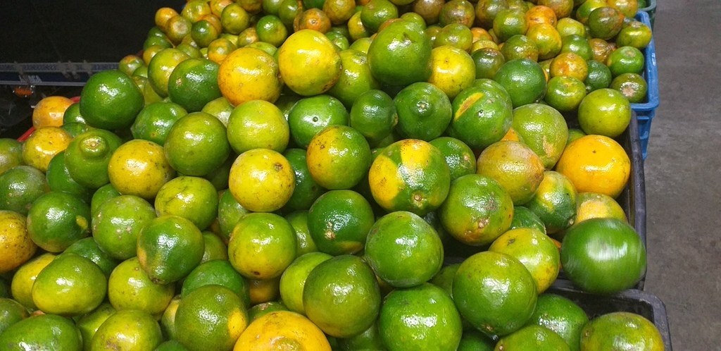 Mandarina oneca