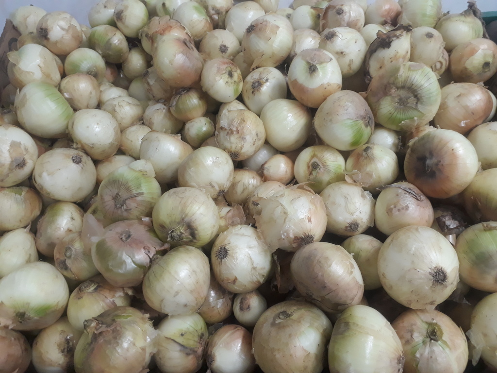 Cebolla