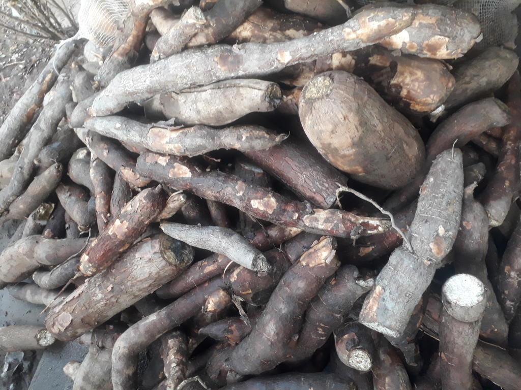 Yuca