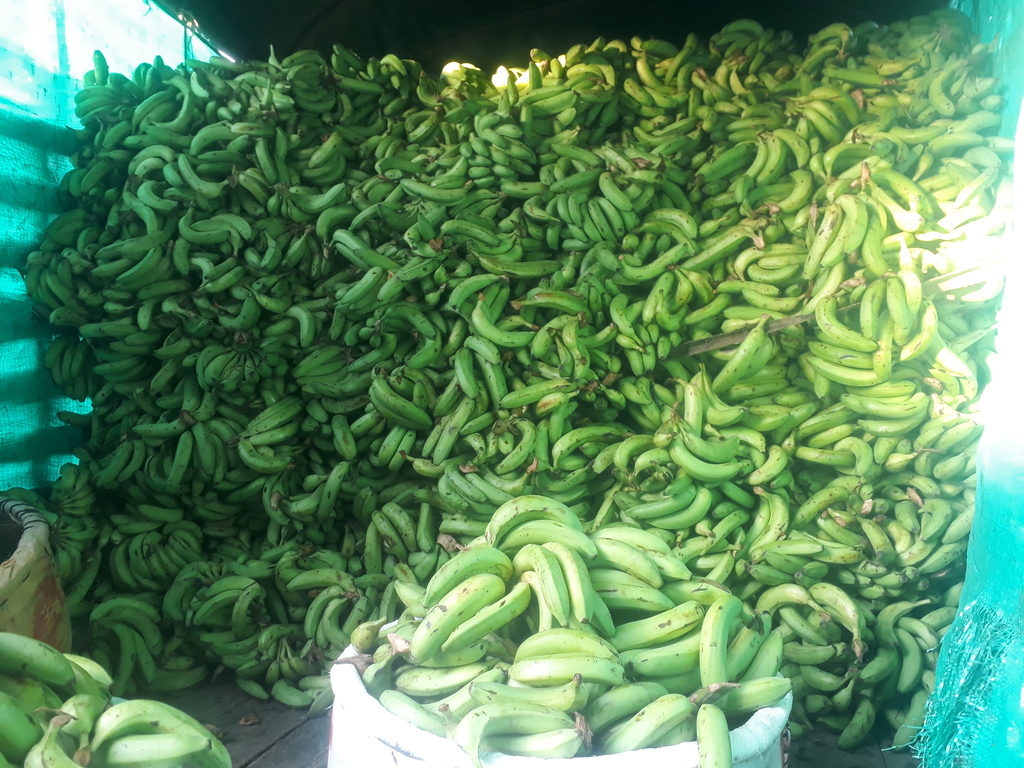 Banano verde