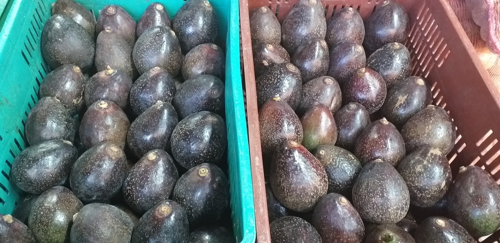 Aguacate colin reed