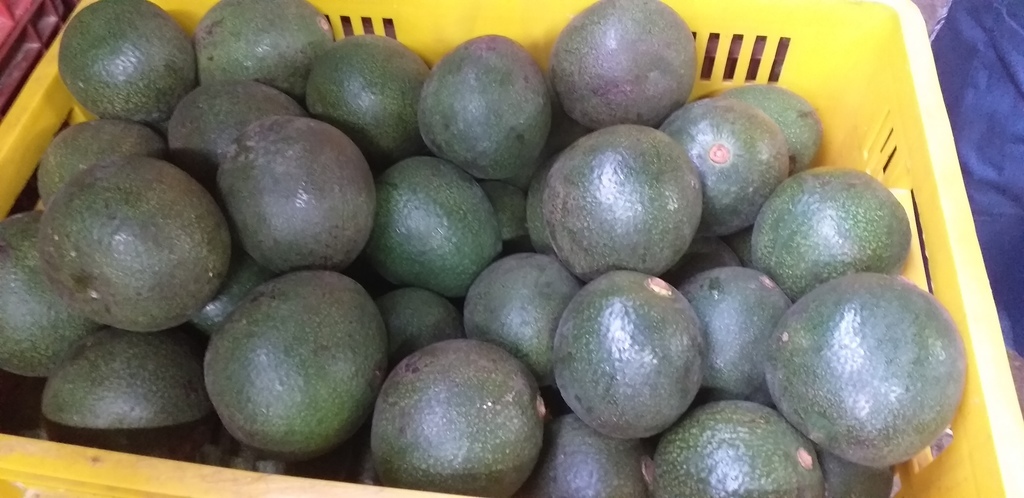 Aguacate reed