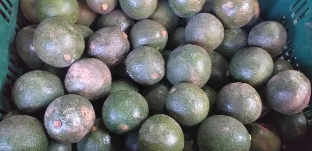 Aguacate reed mediano