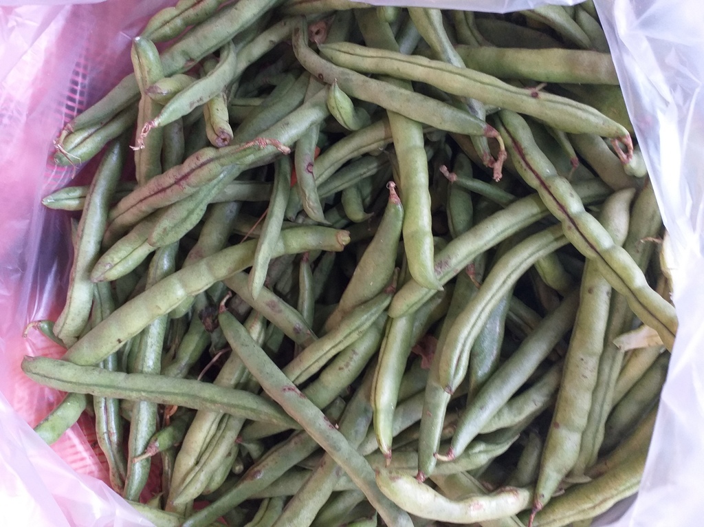 Habichuela