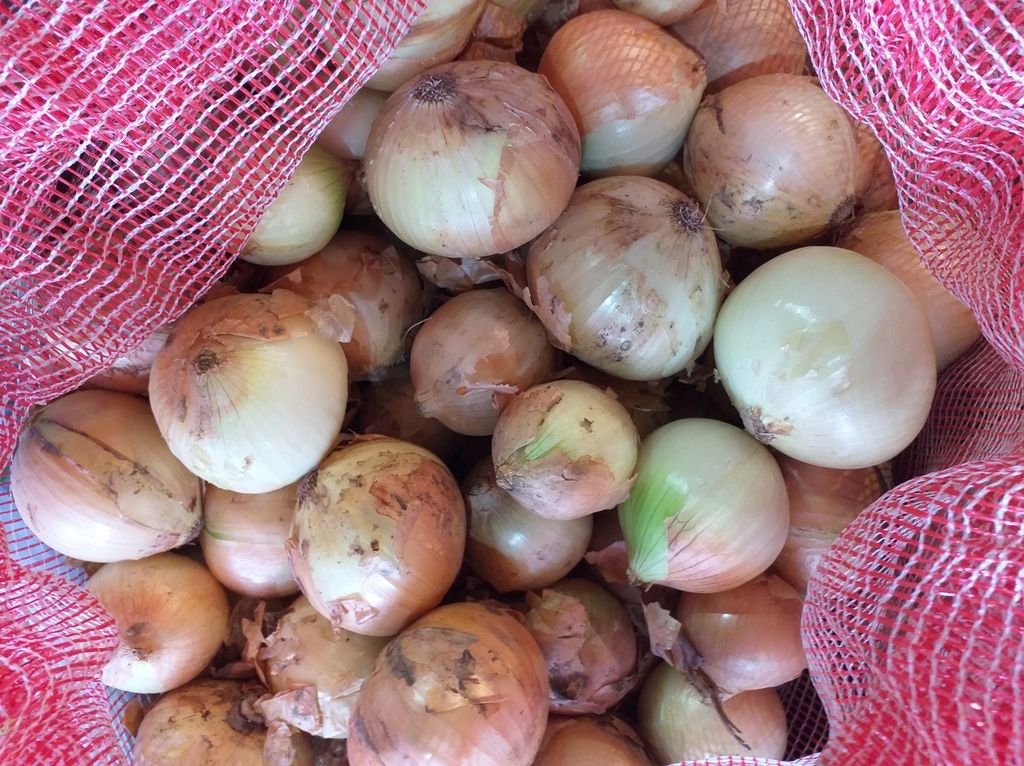 Cebolla de huevo