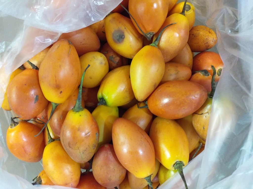 Tomate de arbol