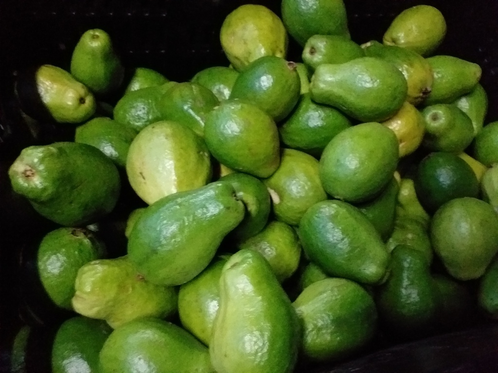 Guayaba gruesa
