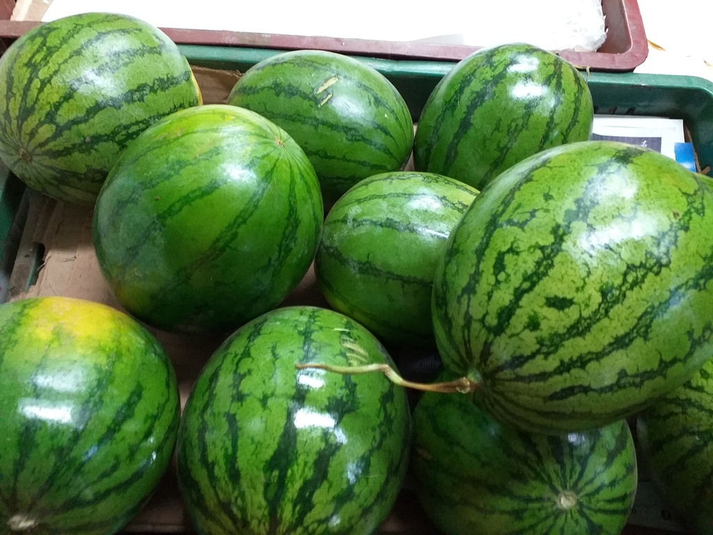 Sandia baby