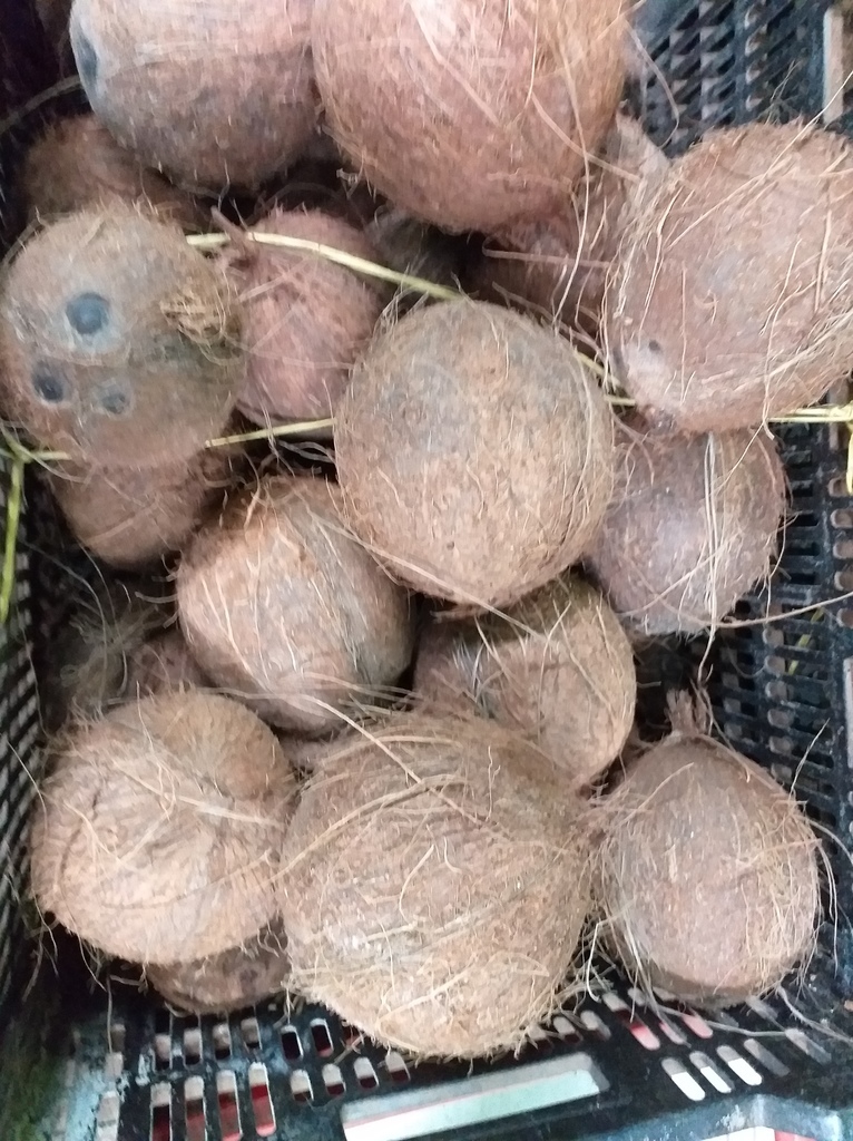 Coco