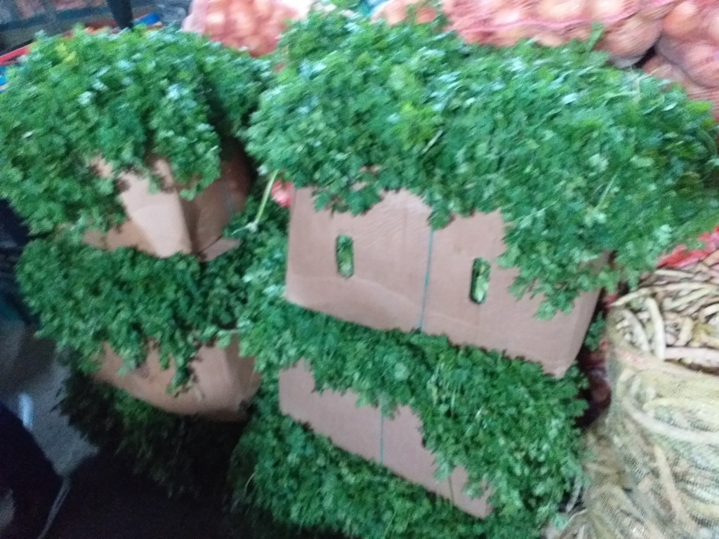 Cilantro